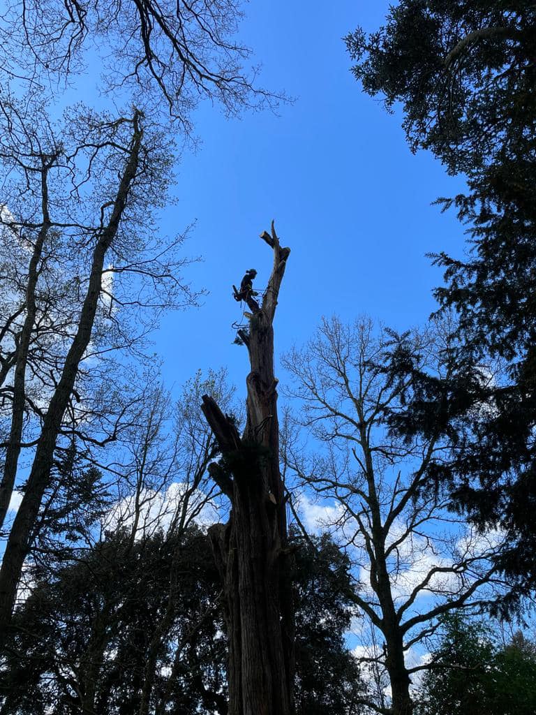 Diagnostic arboricole
